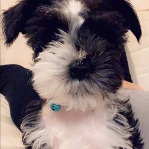 Meet your Posher, Chasity